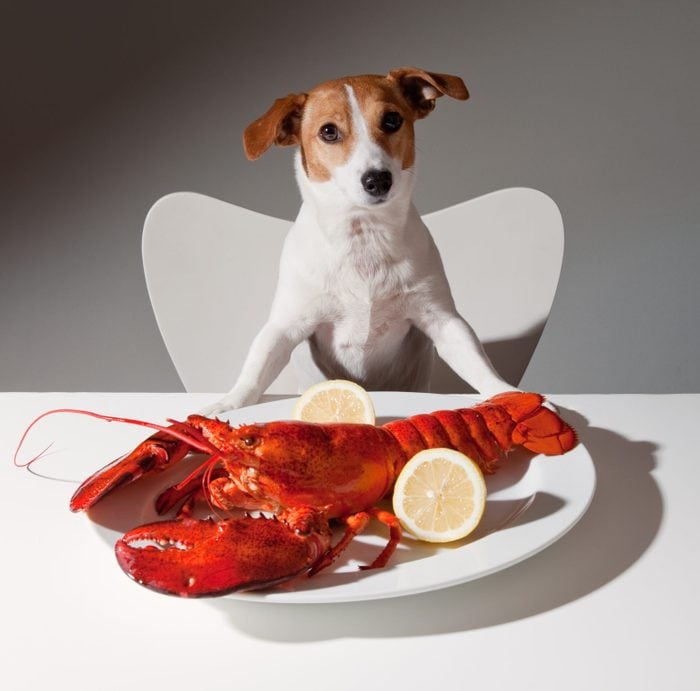 Dog with lobster dinner