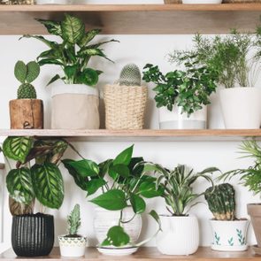 Stylish wooden shelves with green plants and black watering can. Modern room decor. Cactus, dieffenbachia, asparagus, epipremnum, calathea,dracaena,ivy, palm,sansevieria in pots on shelf