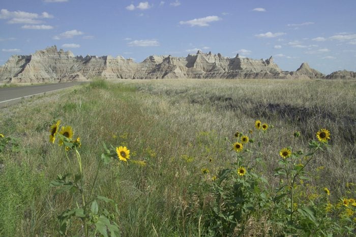 Prairie with flowers Badlands National Park