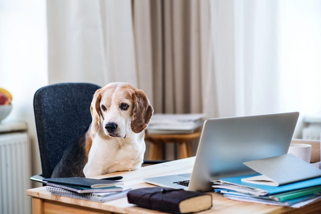 A dog sitting on a chair at a table with laptop in home office.