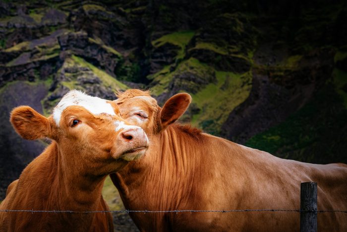 Icelandic cow best friends kissing.