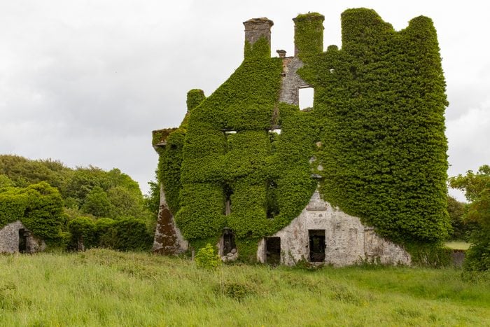 A front on view of the spectacular and magical ivy clad castle that has been left abandoned and left to the forces of nature