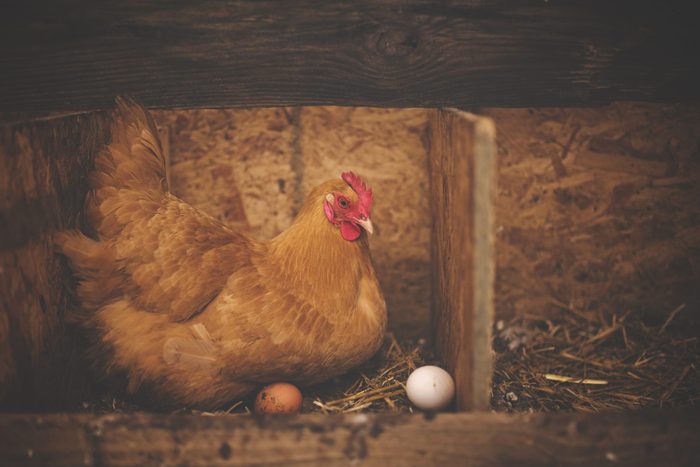 Side View Of Hen With Eggs In Barn