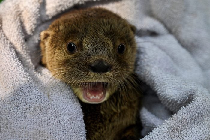 COLOMBIA-ANIMALS-OTTER