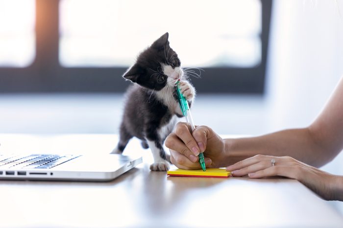 A pretty little cat biting the tip of a pen while its owner writes a note with him.