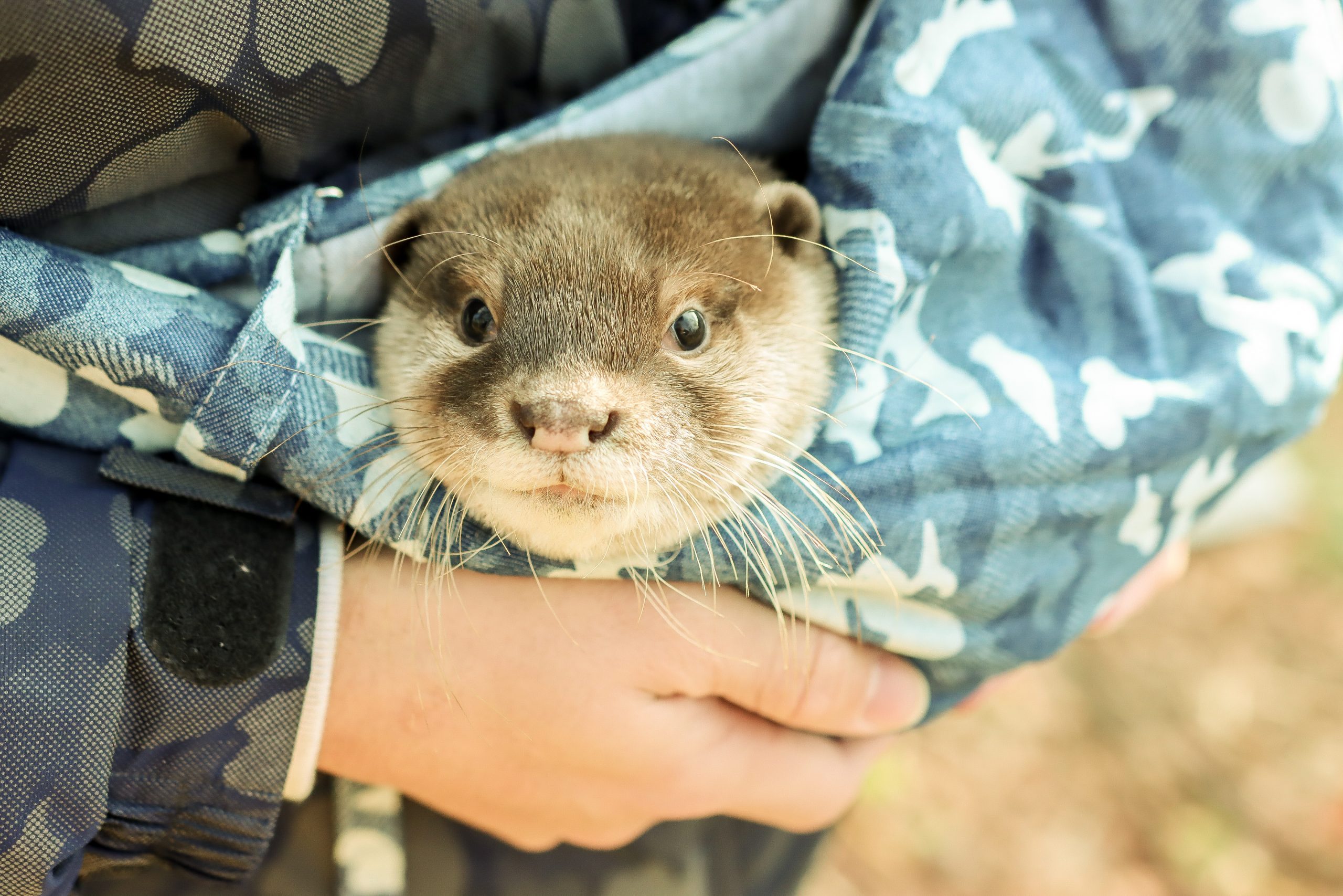 Baby Otter for Pet