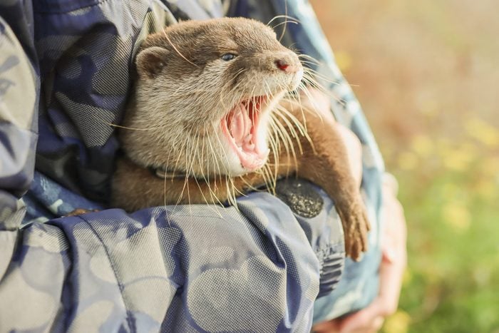 Baby Otter for Pet