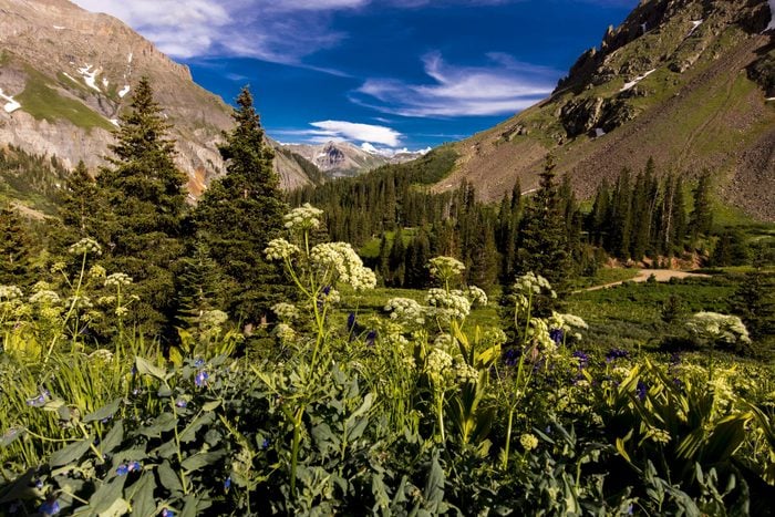 Scenic beauty in summer spring of wildflowers and mountains, Yankee Boy Basin, Ouray Colorado