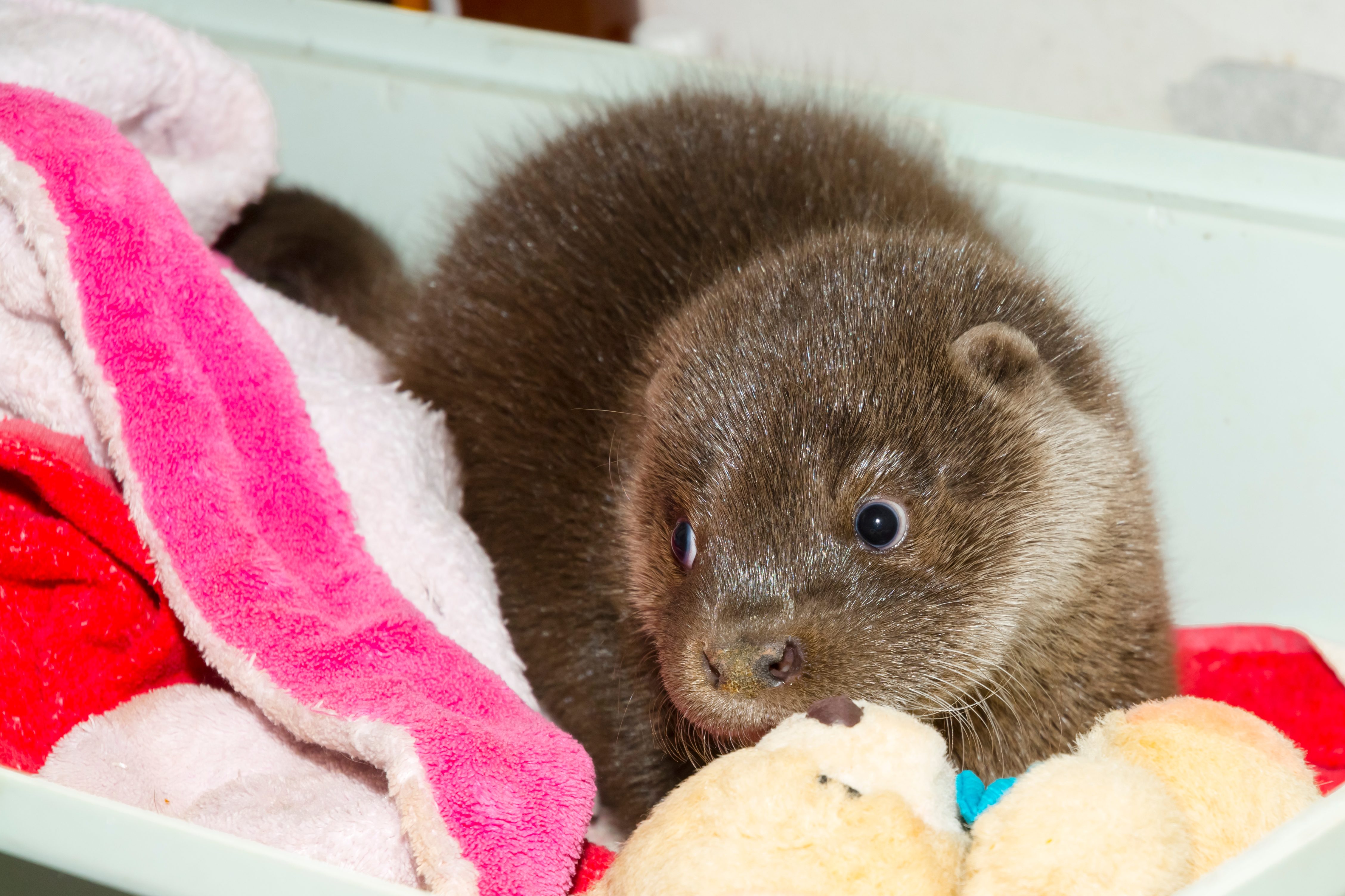 Ciri Ciri Baby Otter Sehat