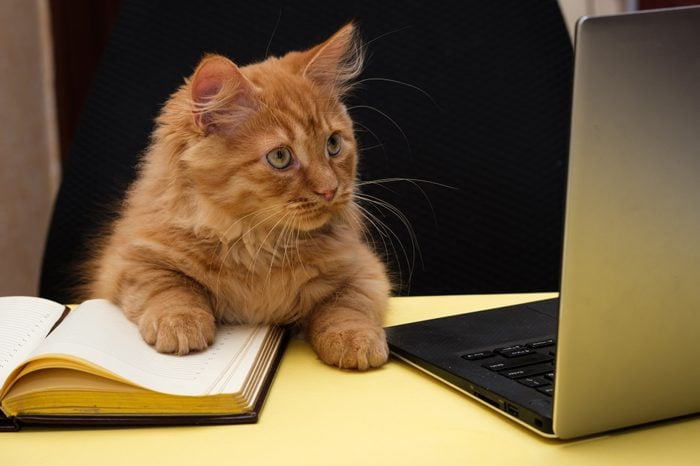 cat sits at a table near the diary and laptop