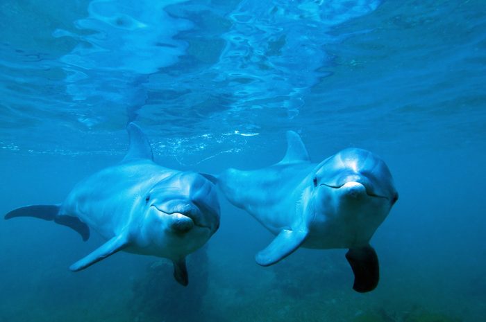 Bottle nosed Dolphin (Tursiops truncatus) underwater, Honduras