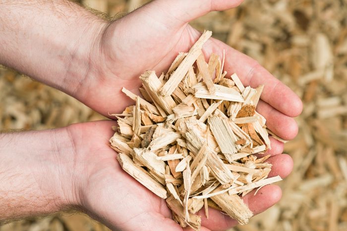 Holding Wood Chips Biomass Fuel