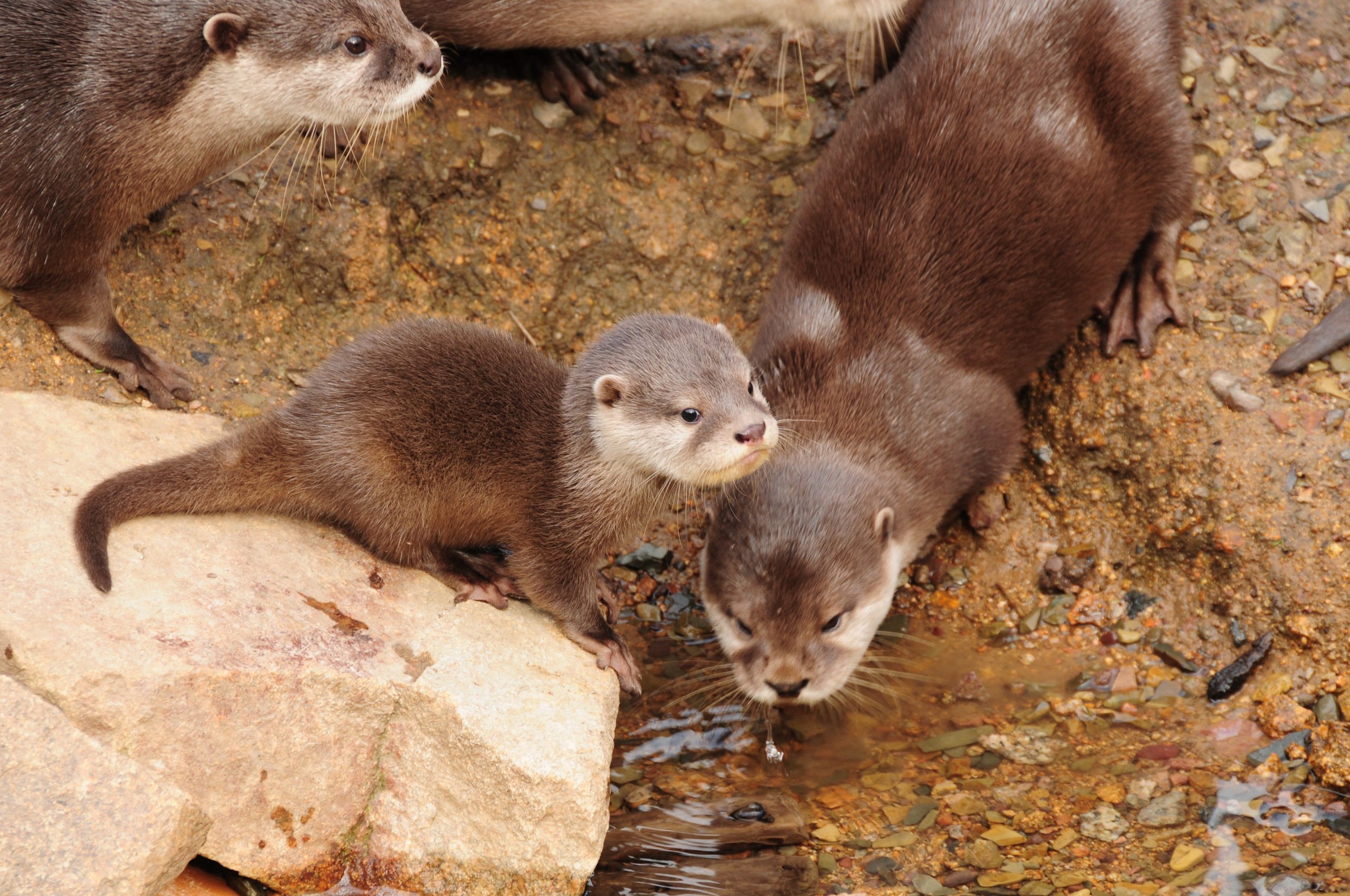 Young smooth-coated otters are much better with technology than their ...