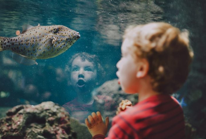 Young boy looking at fish in aquarium