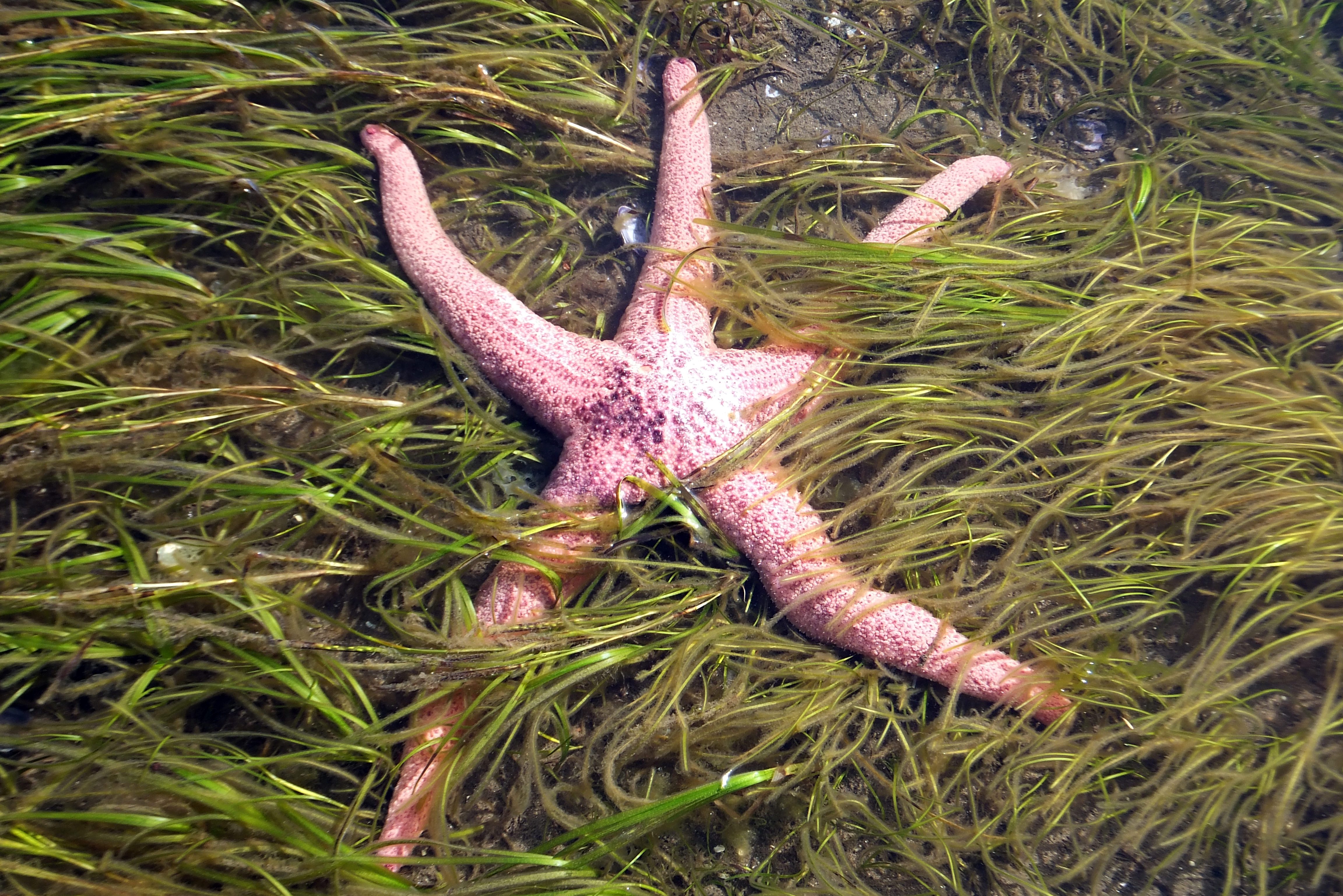 Giant Pink Sea Star in sea grass