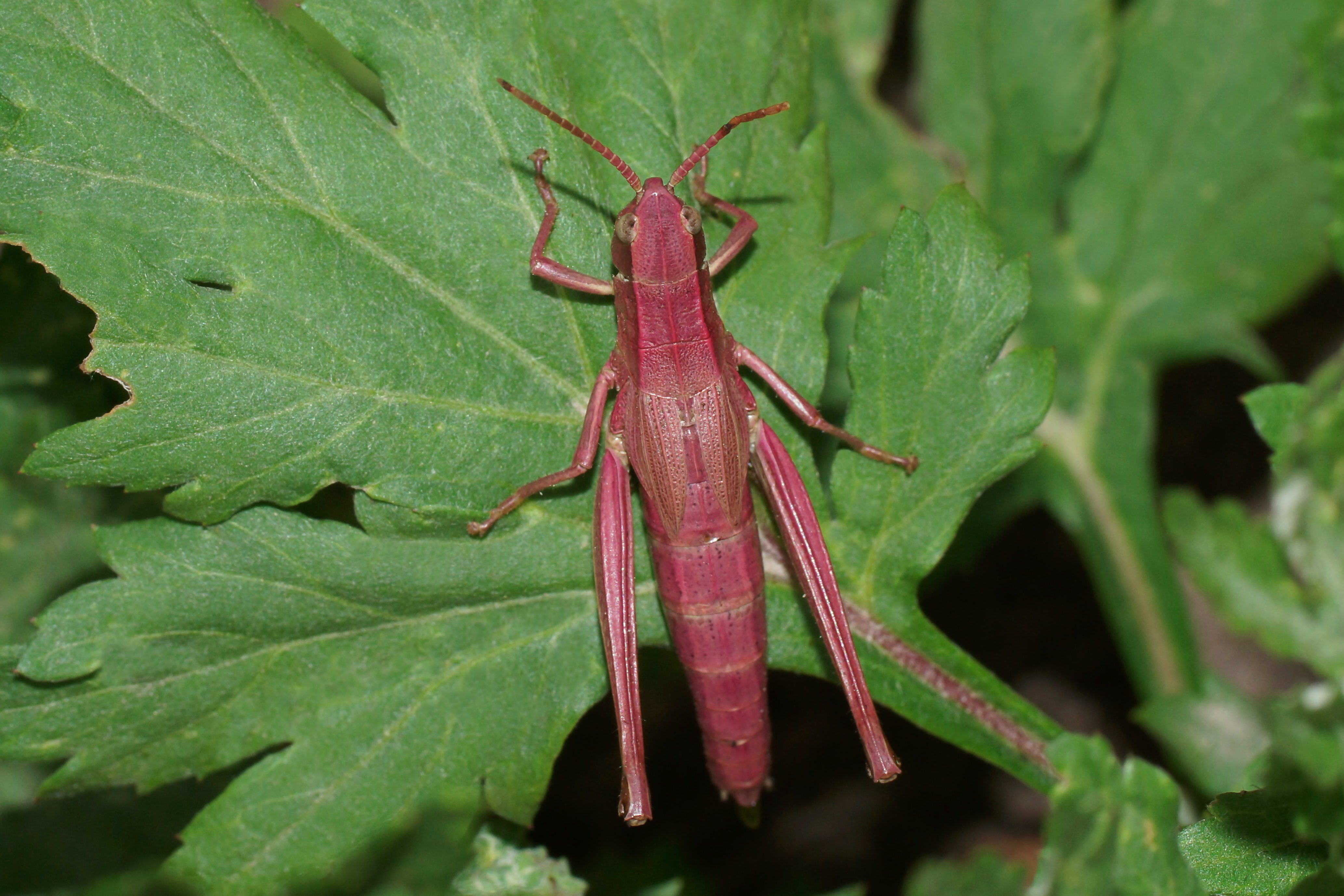 Pink grasshopper. Katydid pink. Chrysochraon dispar