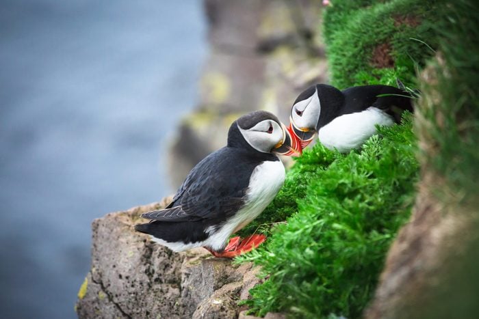 Couple Puffin on cliff in summer.