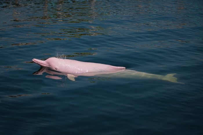 Pink Dolphin in the sea.