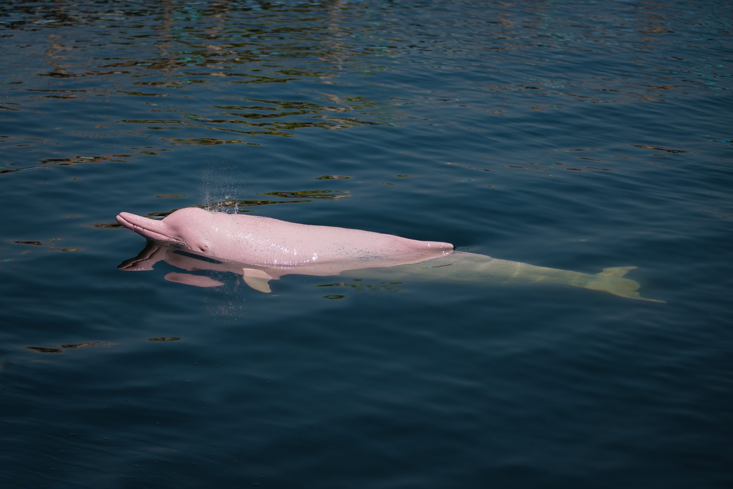 美国湖泊惊现神奇生物:超罕见的粉海豚