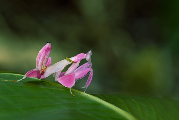 Orchid Mantis ,Pink grasshopper as animal background