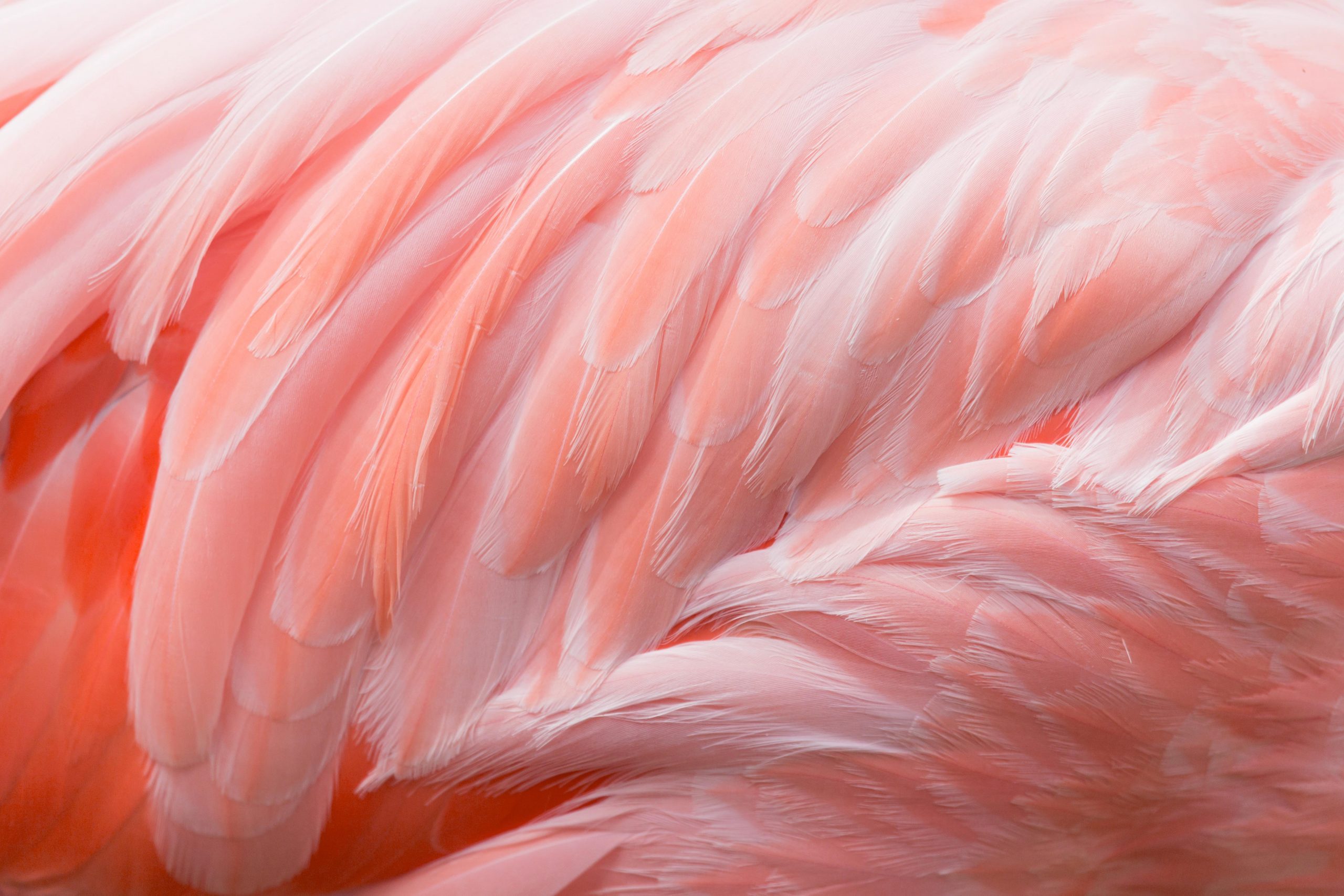20 Stunning Photos of Naturally Pink Animals   Reader's Digest