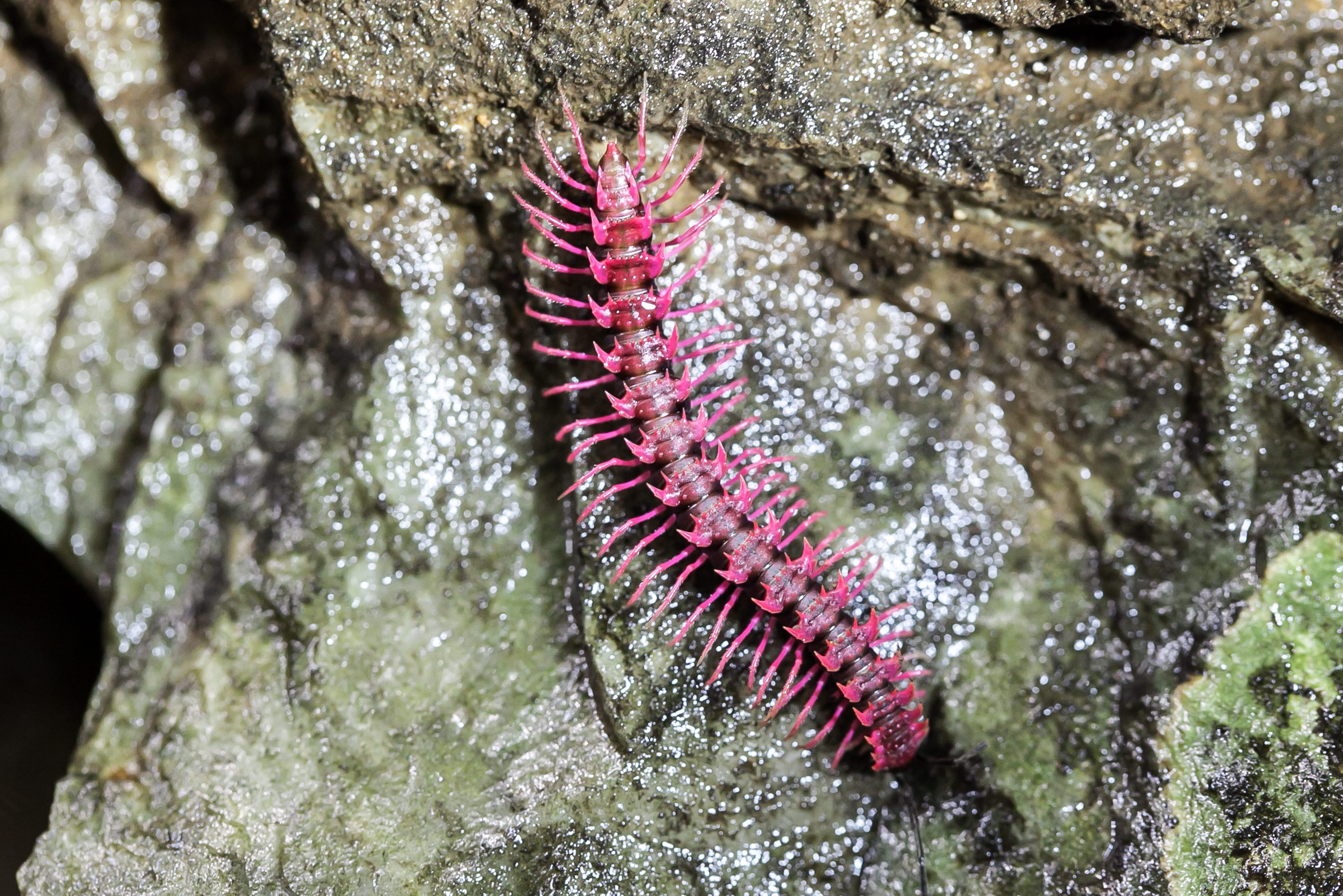 Shocking pink millipede (Desmocytes purpurosea),