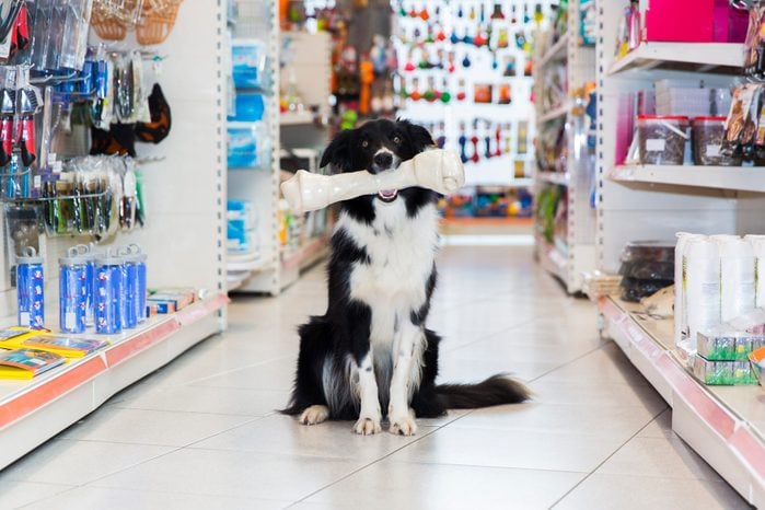 Cute Border Collie with big pet bone in pet store