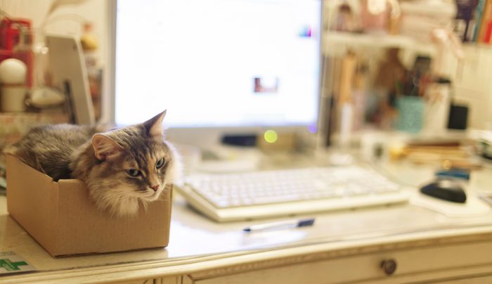 A cat sitting in the box in a home office