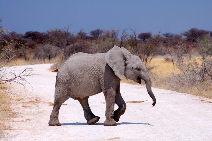Small Elephant in the Etosha National Park crossing the road