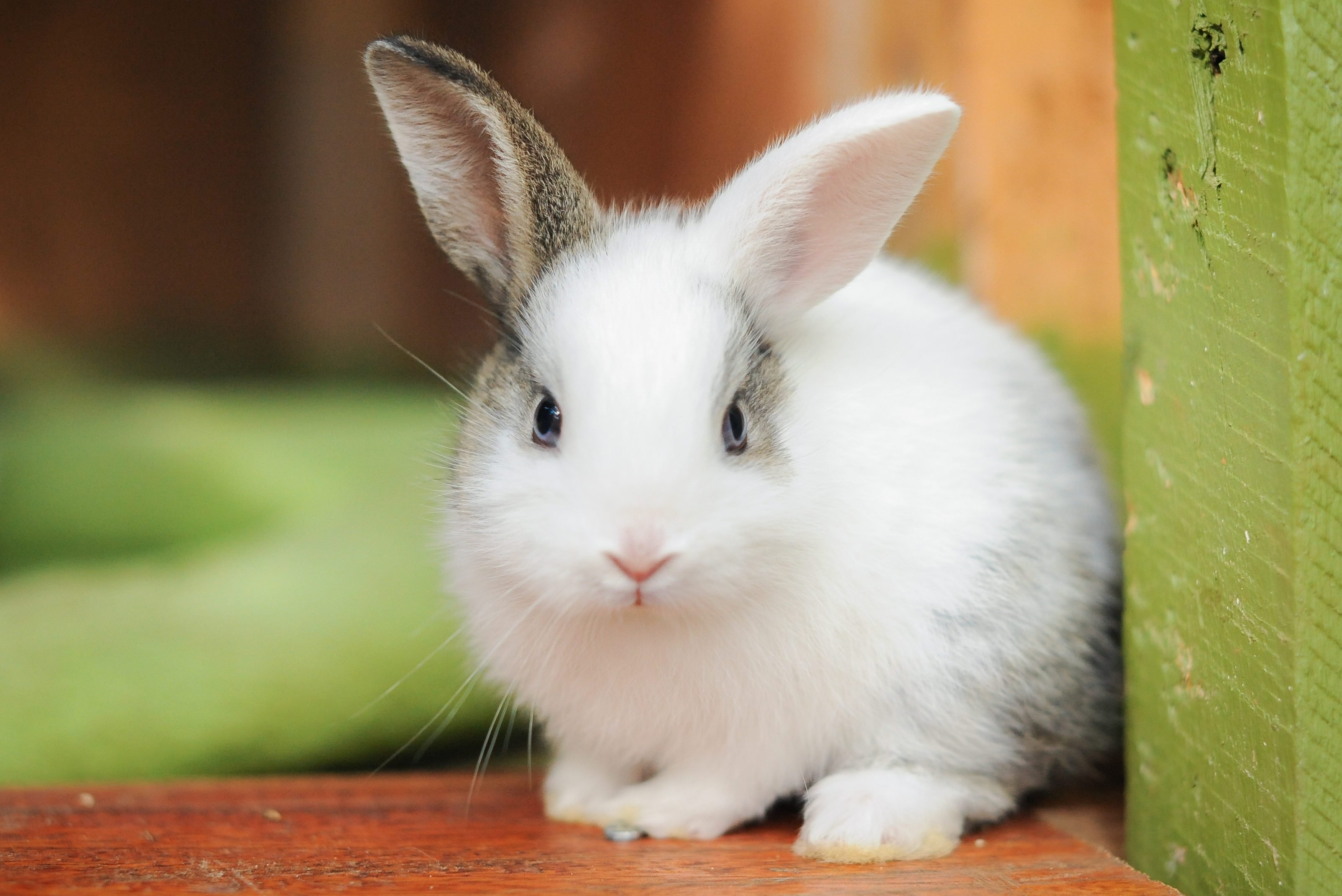 30 Cute Bunny Pictures to Make You Smile — Adorable Bunnies