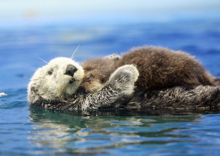 A five-year-old female Russian sea otter...