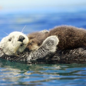 A five-year-old female Russian sea otter...