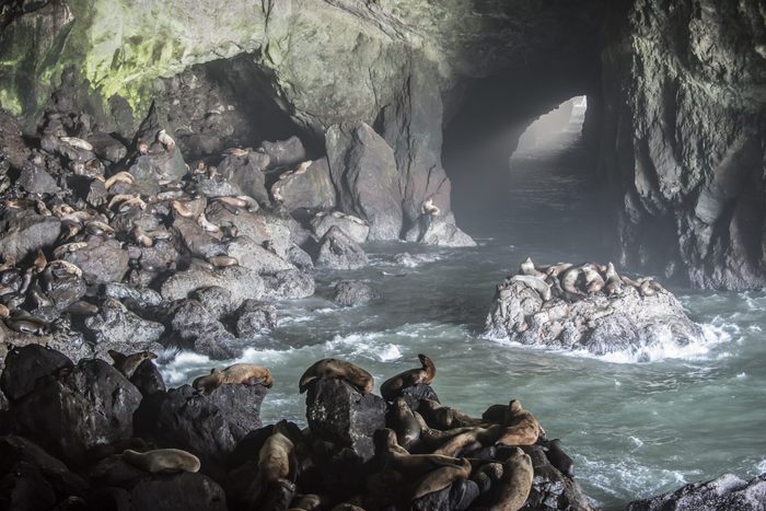 Colony of sea lions resting in Oregon Coast Sea Lion Caves, Oregon, USA