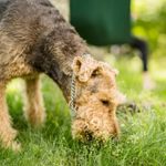 Why Do Dogs Eat Grass? 7 Common Reasons
