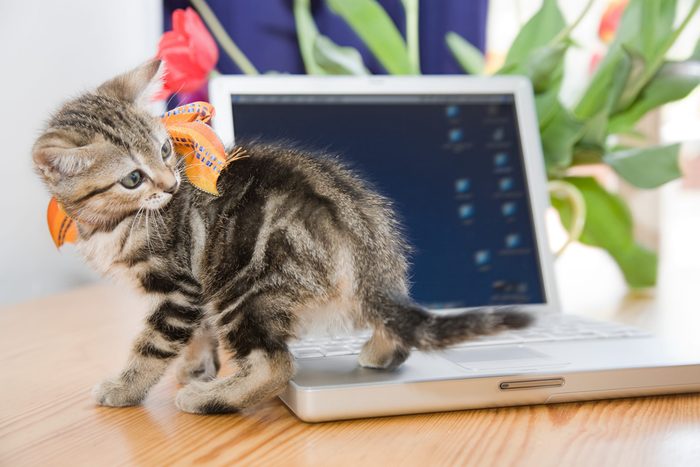 Kitten on a laptop