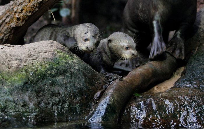 Baby Giant Otter Pups at Chester Zoo