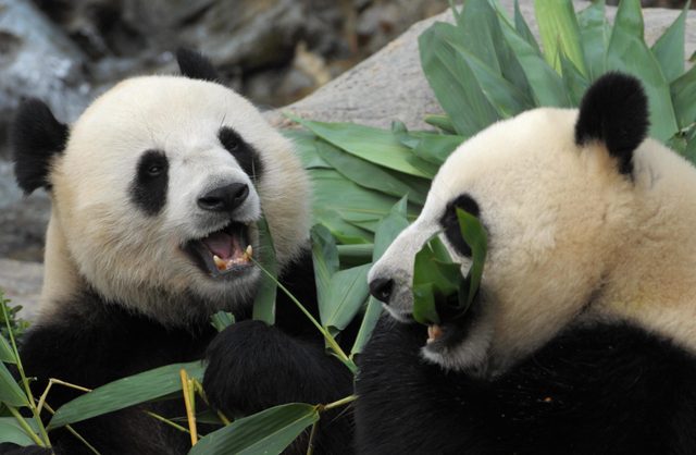 Giant Pandas Le Le (L) and Ying Ying (R)