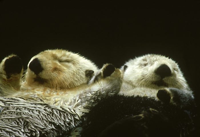 sea otter, enhydra lutris, north america