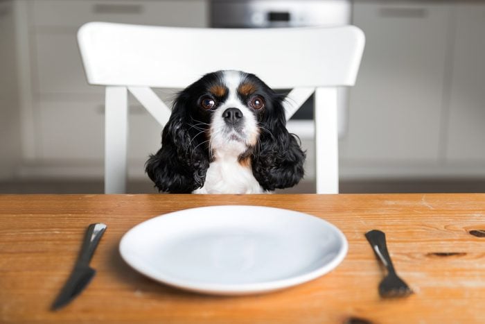 Dog by the table