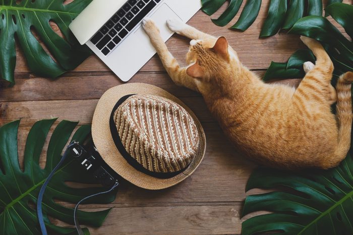 Domestic ginger cat acts as human working on laptop computer on rustic wood grunge background with tropical leaves Monstera, hat and retro style camera, freelance work and digital nomad concepts.