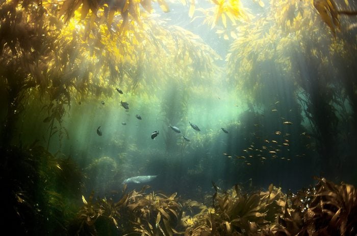 Seagrass and fish in water, Santa Cruz Island, California, USA