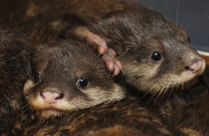 Asian small-clawed otter baby quadruplet