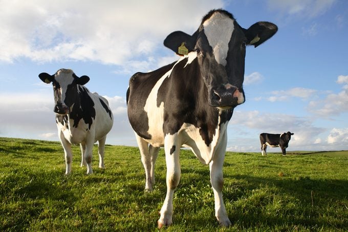 UK, Cornwall, Three cows standing in field