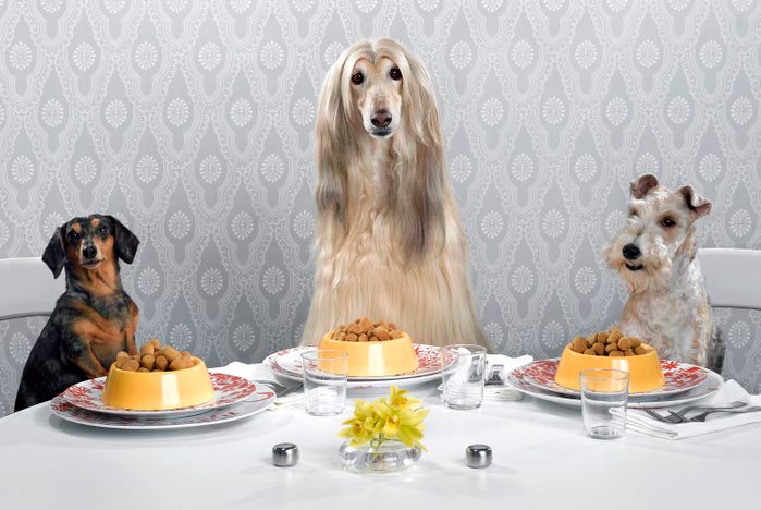 Dachshund, Afghan hound, and wire-haired terrier sitting around dinner table