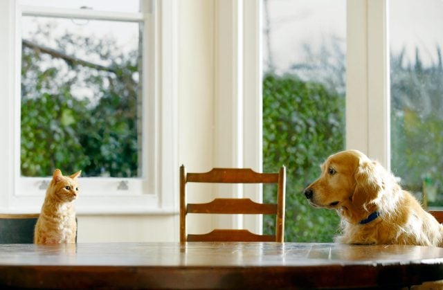 dog and cat sitting at the table