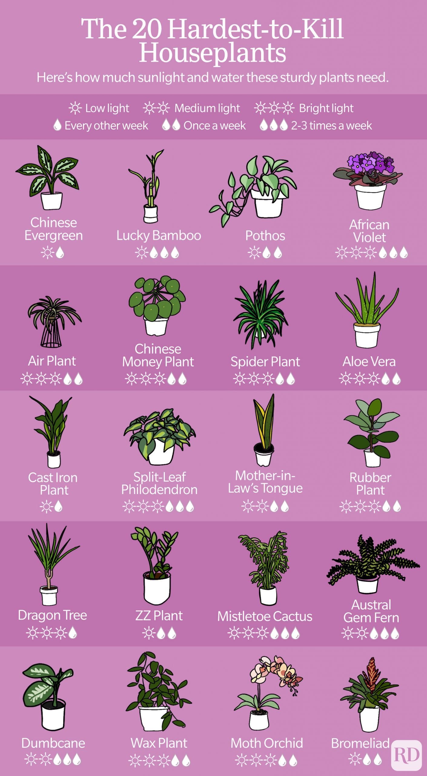 Hard to kill houseplants infographic - list of plants in article on purple