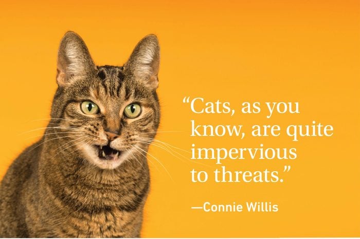 Cat on yellow orange background with a quote about cats