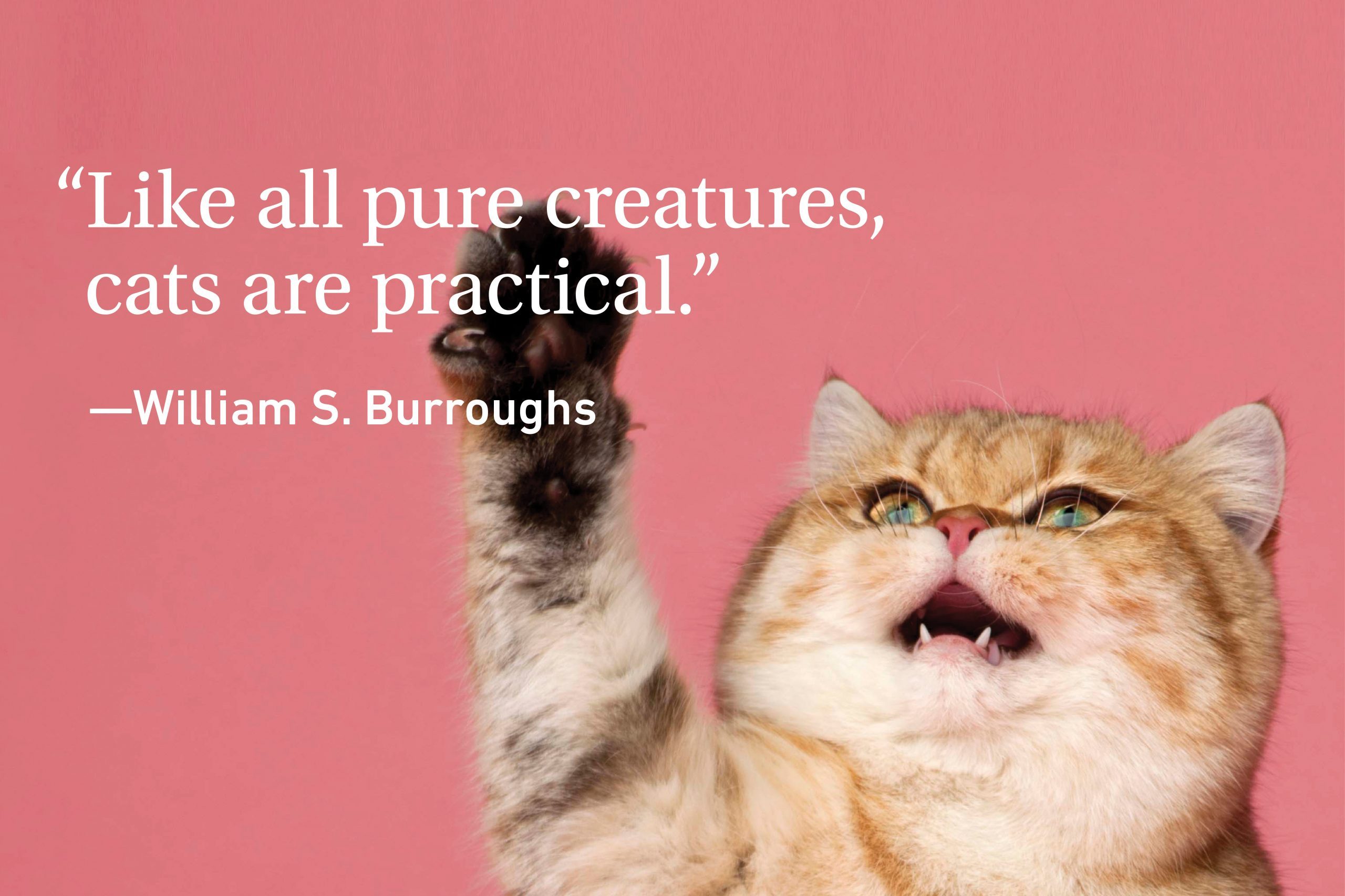 Cat Quote on a pink background with a growling cat