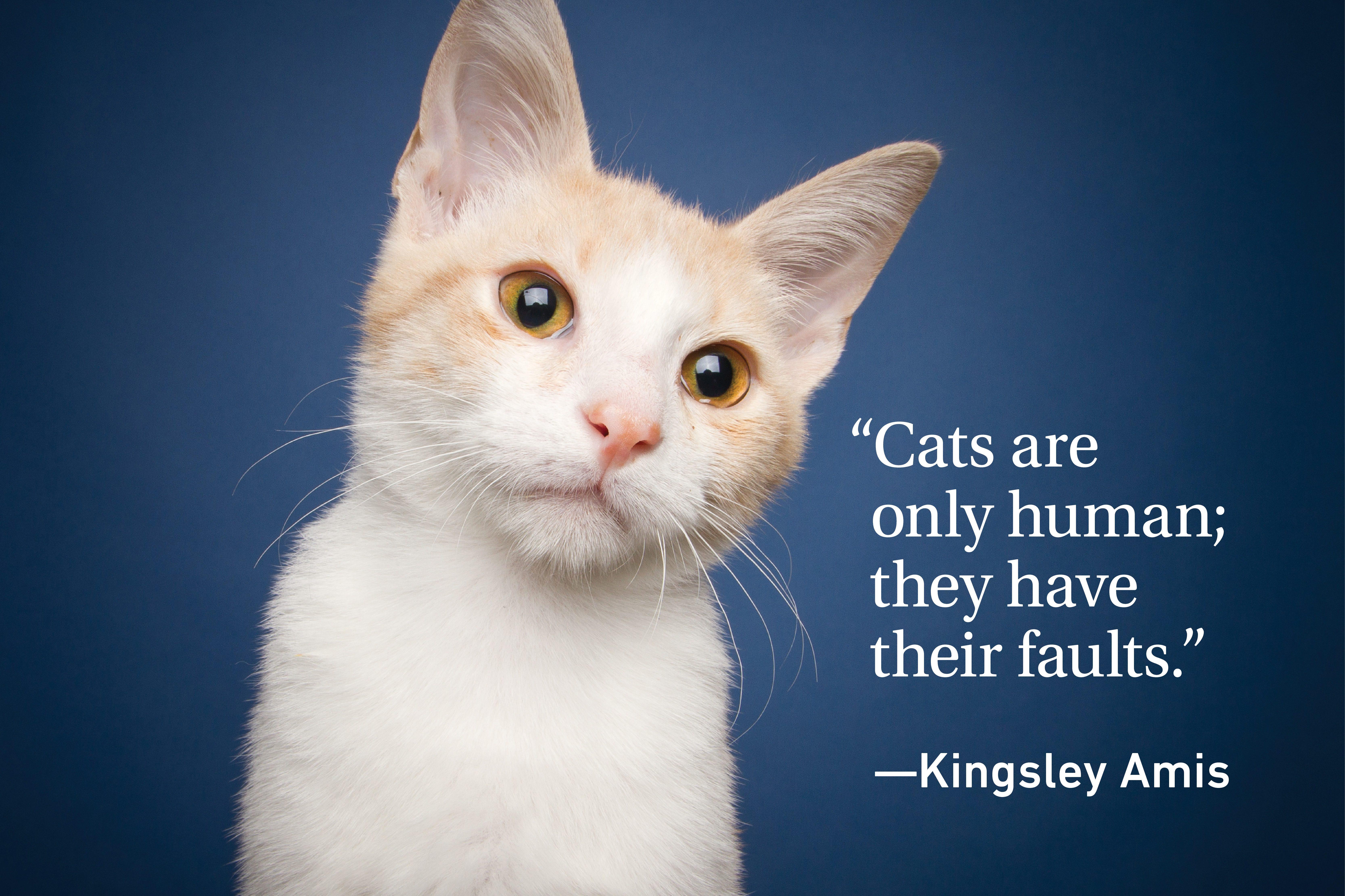 Cat on blue background with a quote