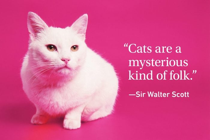 Cat on magenta background with a cat quote